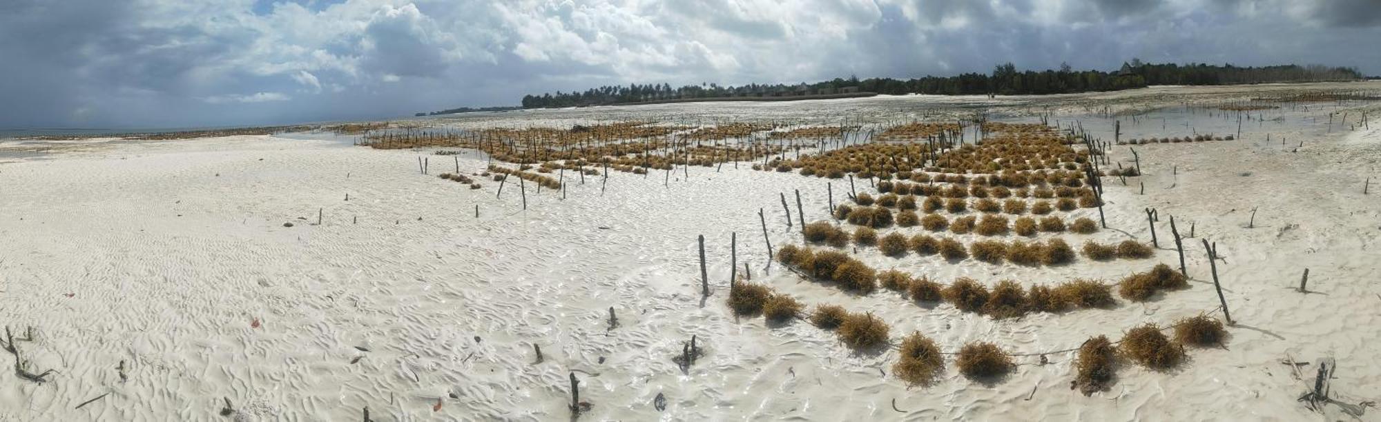 Eden Paradise Michamvi المظهر الخارجي الصورة