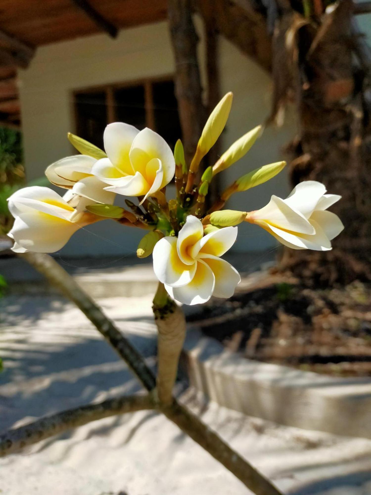 Eden Paradise Michamvi المظهر الخارجي الصورة
