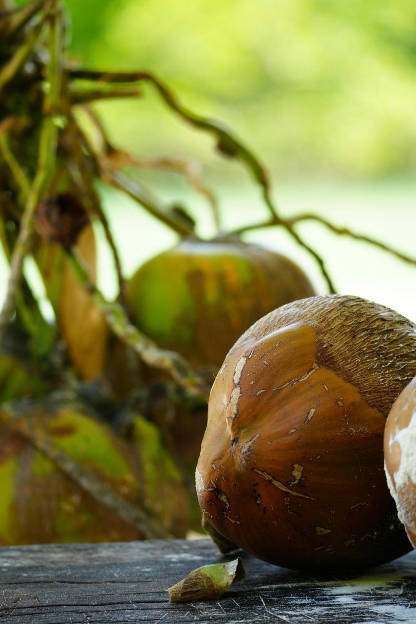 Eden Paradise Michamvi المظهر الخارجي الصورة